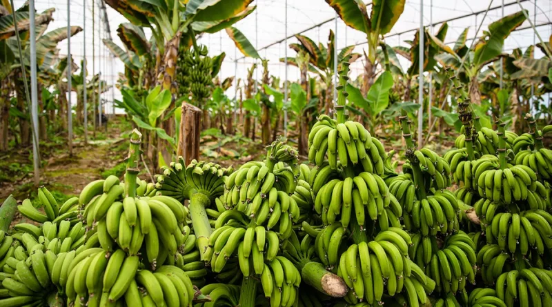 Rusia, cultivar, empieza, plátanos, cultivo de plátanos, proyecto agrícola, invernadero,
