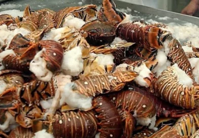 pesca de langosta, nicaragüa, gobienro de nicragua,