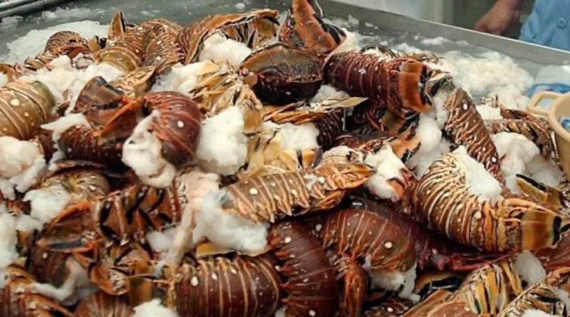 pesca de langosta, nicaragüa, gobienro de nicragua,