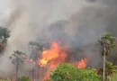 Bolivia, declara, Emergencia Nacional, incendios forestales, decreta,