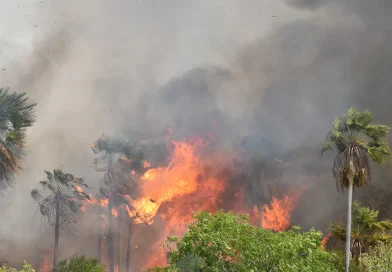 Bolivia, declara, Emergencia Nacional, incendios forestales, decreta,