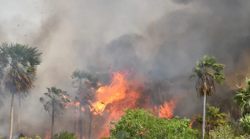Bolivia, declara, Emergencia Nacional, incendios forestales, decreta,