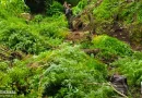 plantío de marihuana, Wiwilí, Jinotega, Ejército de Nicaragua, incauta, incinera,