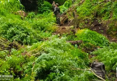 plantío de marihuana, Wiwilí, Jinotega, Ejército de Nicaragua, incauta, incinera,