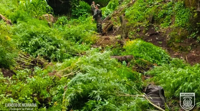 plantío de marihuana, Wiwilí, Jinotega, Ejército de Nicaragua, incauta, incinera,