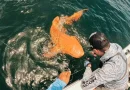 Costa Rica, Pesca artesanal, capturan, tiburón, tiburón dorado, pescadores,
