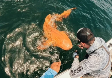 Costa Rica, Pesca artesanal, capturan, tiburón, tiburón dorado, pescadores,