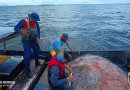 fuerza naval, ejercito de nicaragua, inpesca, rio san juan,