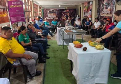 inta, cacao, jinotega, nicaragua, productores,
