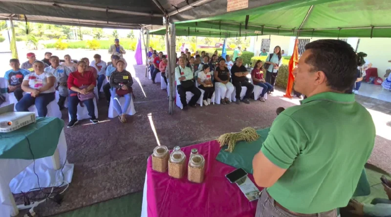 inta, nicaragua, matagalpa. arroz,