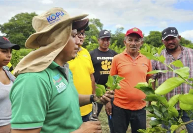 inta, nicaragua, limon, granada,