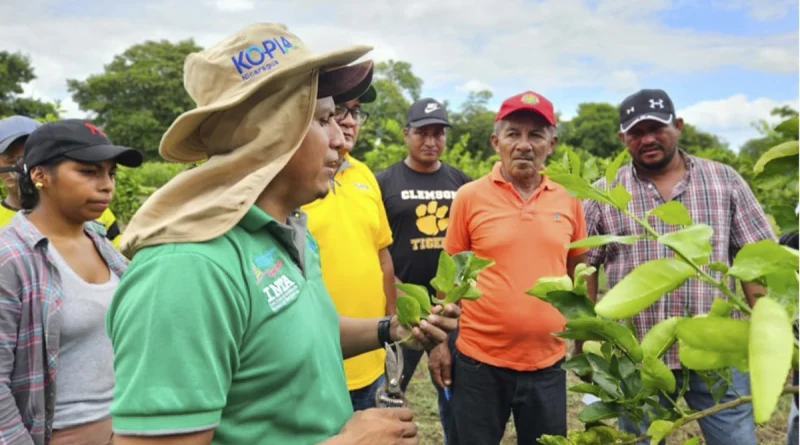 inta, nicaragua, limon, granada,