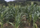 mag, ministerio agropecuario, maiz, nicaragua, produccion agricola,