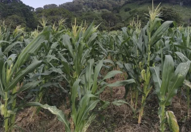 mag, ministerio agropecuario, maiz, nicaragua, produccion agricola,