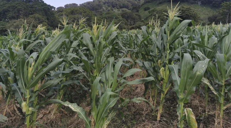 mag, ministerio agropecuario, maiz, nicaragua, produccion agricola,