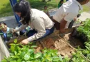 marena, bosawa, nicaragüa, marena,