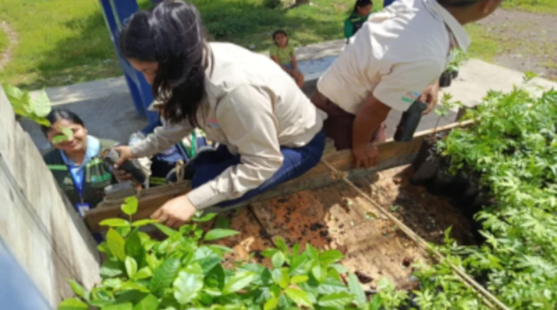 marena, bosawa, nicaragüa, marena,