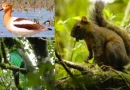 marena, nicaragua, conservación de la biodiversidad, nicaragüa,