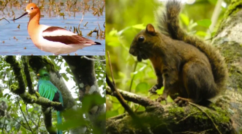 marena, nicaragua, conservación de la biodiversidad, nicaragüa,
