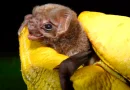 5 especies, murciélagos, vampiro patas peludas, marena, cerro negro, león, nicaragua