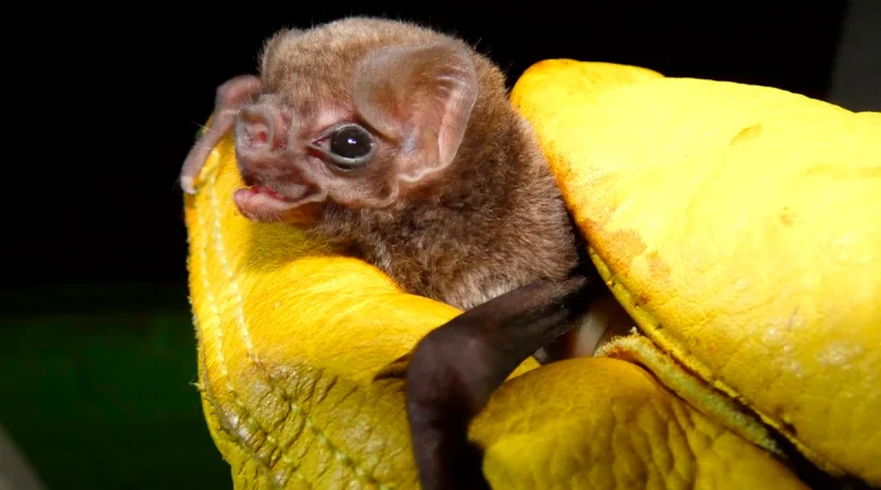 5 especies, murciélagos, vampiro patas peludas, marena, cerro negro, león, nicaragua