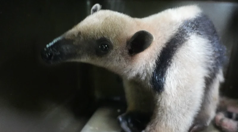 marena, liberacion de especies. reserva el chocoyero,