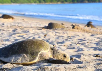 nicaragua, gobierno de Nicaragua, marena, arribada de tortugas,
