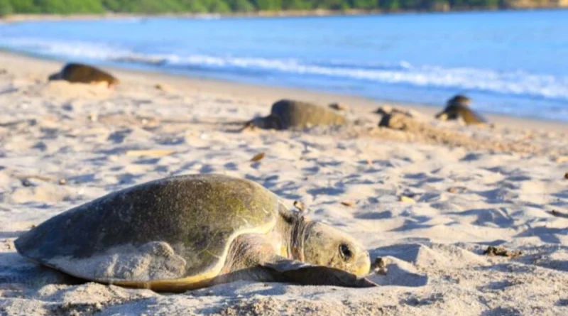 nicaragua, gobierno de Nicaragua, marena, arribada de tortugas,