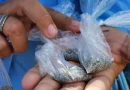 minsa, nicaragüa, salud, jornada de lucha antiepidemica, nicaragüa,