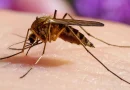 minsa, salud, ministerio de salud, influenza, nicaragua, reumonia,
