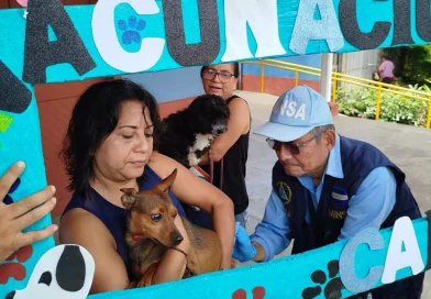 minsa, nicaragua, vacunacion antirrabia, canina, campaña,