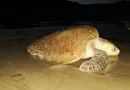 marena, tortugas marinas, nicaragua,