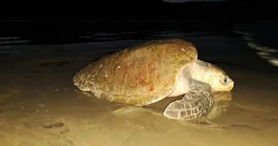 marena, tortugas marinas, nicaragua,