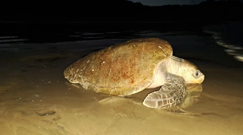 marena, tortugas marinas, nicaragua,
