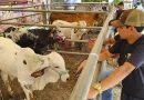 nicaragua, ocotal, nueva segovia, feria ganadera 2025, fiestas tradicionales,