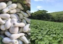 ministerio agropecuario, pipian, productores, produccion, nicaragua,