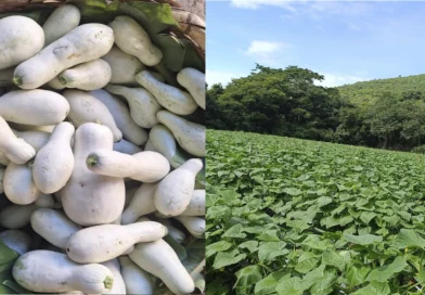 ministerio agropecuario, pipian, productores, produccion, nicaragua,