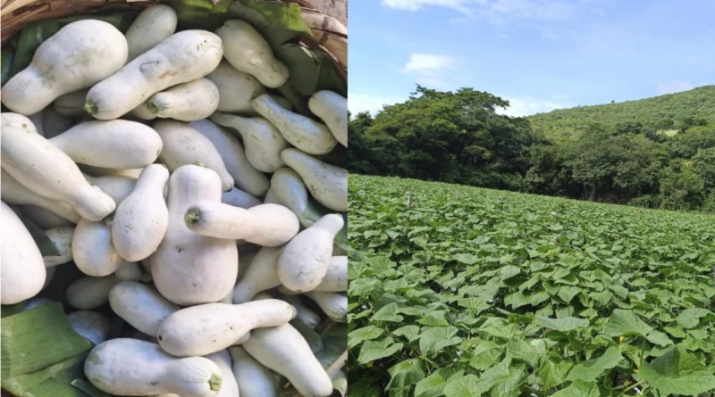 ministerio agropecuario, pipian, productores, produccion, nicaragua,