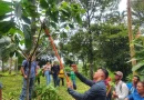 productores, Nueva guinea, recuperación de plantación de cacao,