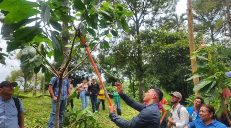 productores, Nueva guinea, recuperación de plantación de cacao,