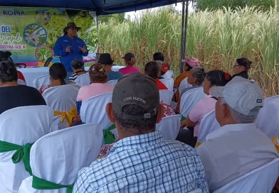 INTA, Managua, productores, ajonjolí, nueva variedad, capacitación,