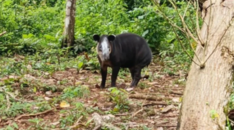 marena, nicaragüa, gobierno sandinista, rio san juan,