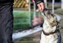 perros, leer la mente, estudio, interpretar emociones, dueños,