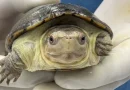 México, Zoológico, logra, reproducir, tortuga casquito, Zoológico Guadalajara, tortuga más pequeña del mundo, peligro de extinción, conservación, tortuga Kinosternon vogti,
