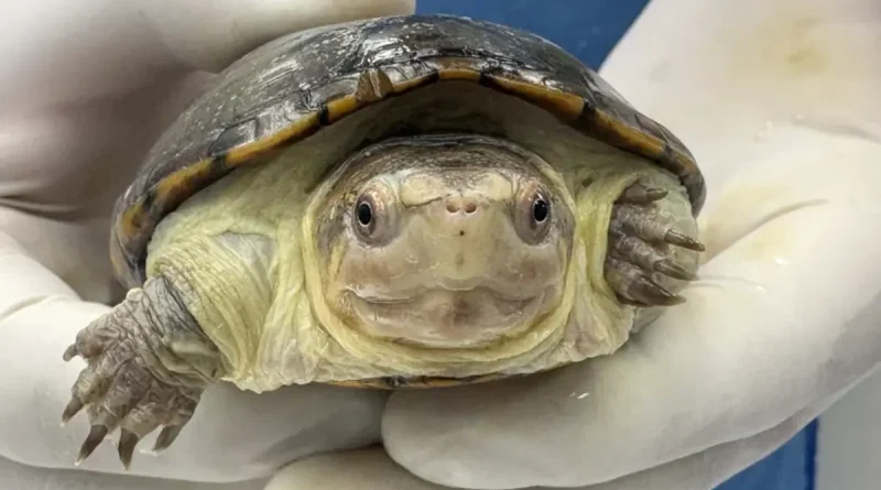 México, Zoológico, logra, reproducir, tortuga casquito, Zoológico Guadalajara, tortuga más pequeña del mundo, peligro de extinción, conservación, tortuga Kinosternon vogti,