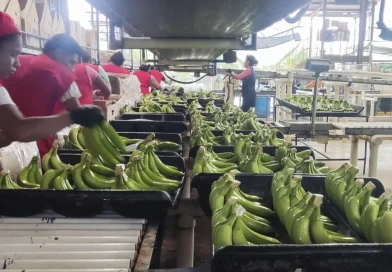 nicaragua, banano, ministerio agropecuario, produccion,