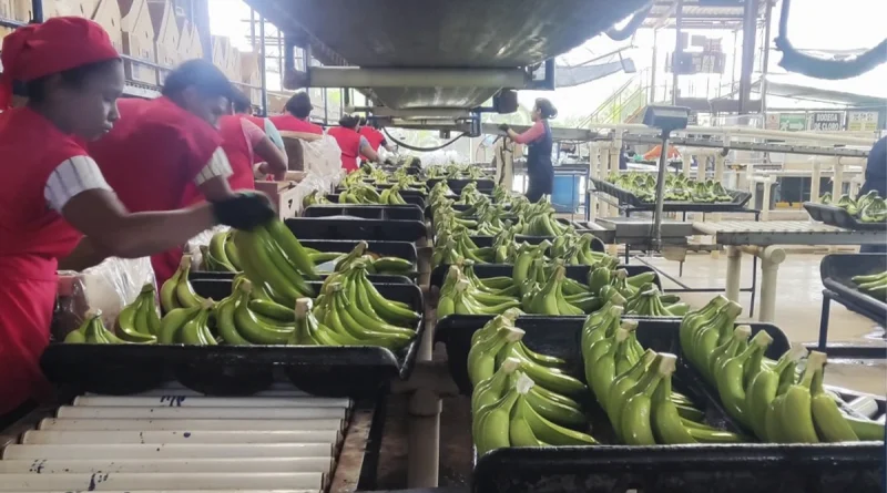 nicaragua, banano, ministerio agropecuario, produccion,