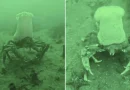 cangrejo, viral, cocinero, fondo marino, aceano, animales,