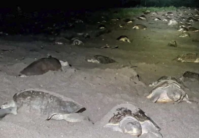 tortugas marinas, nicaragua, carazon, chacocente,