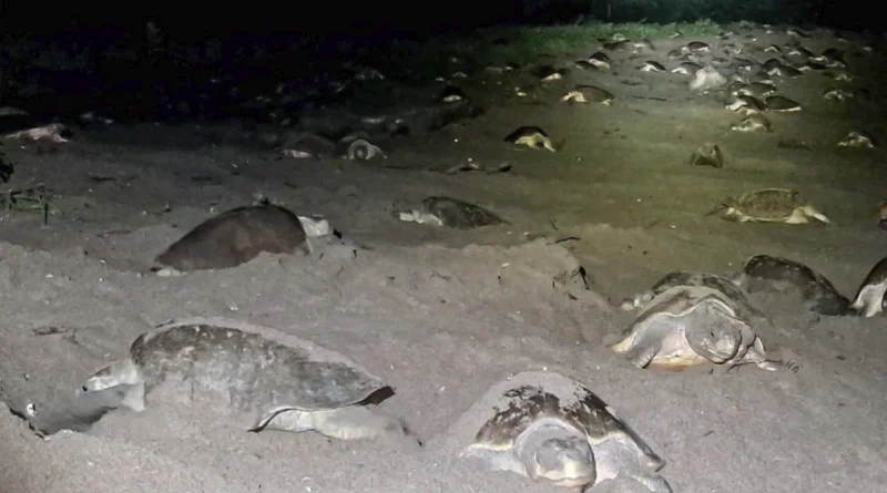 tortugas marinas, nicaragua, carazon, chacocente,